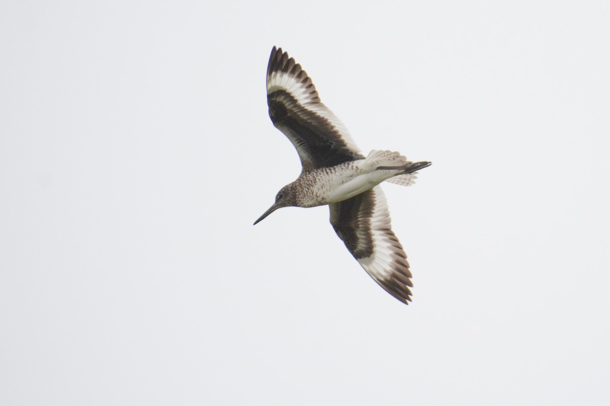 Willet (Eastern) - ML613330553