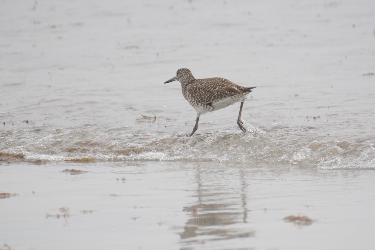 Willet (Eastern) - ML613330555