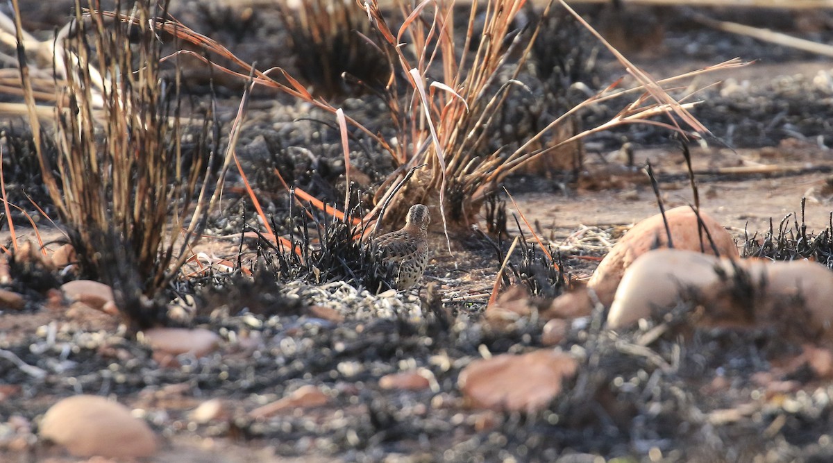 Red-backed Buttonquail - ML613330604