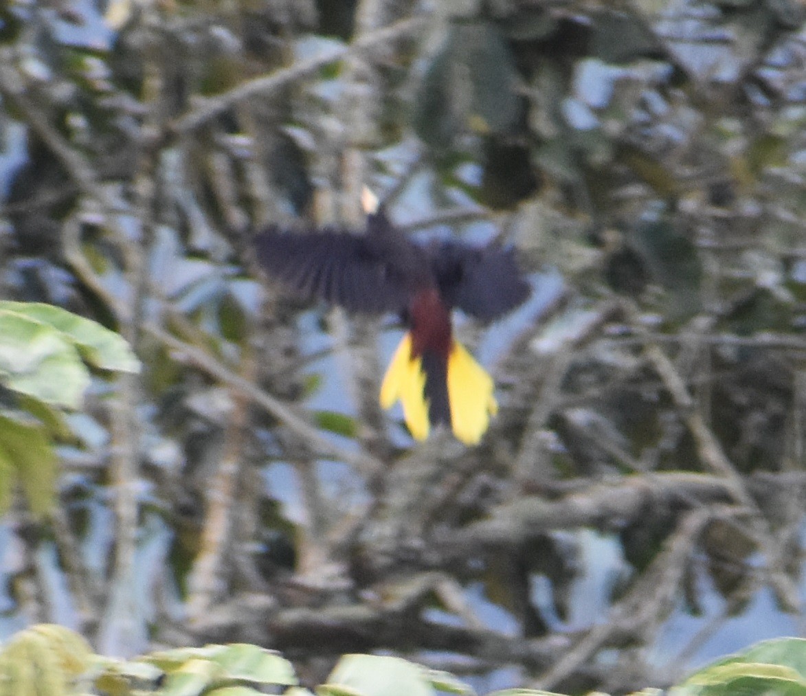 Crested Oropendola - ML613330685