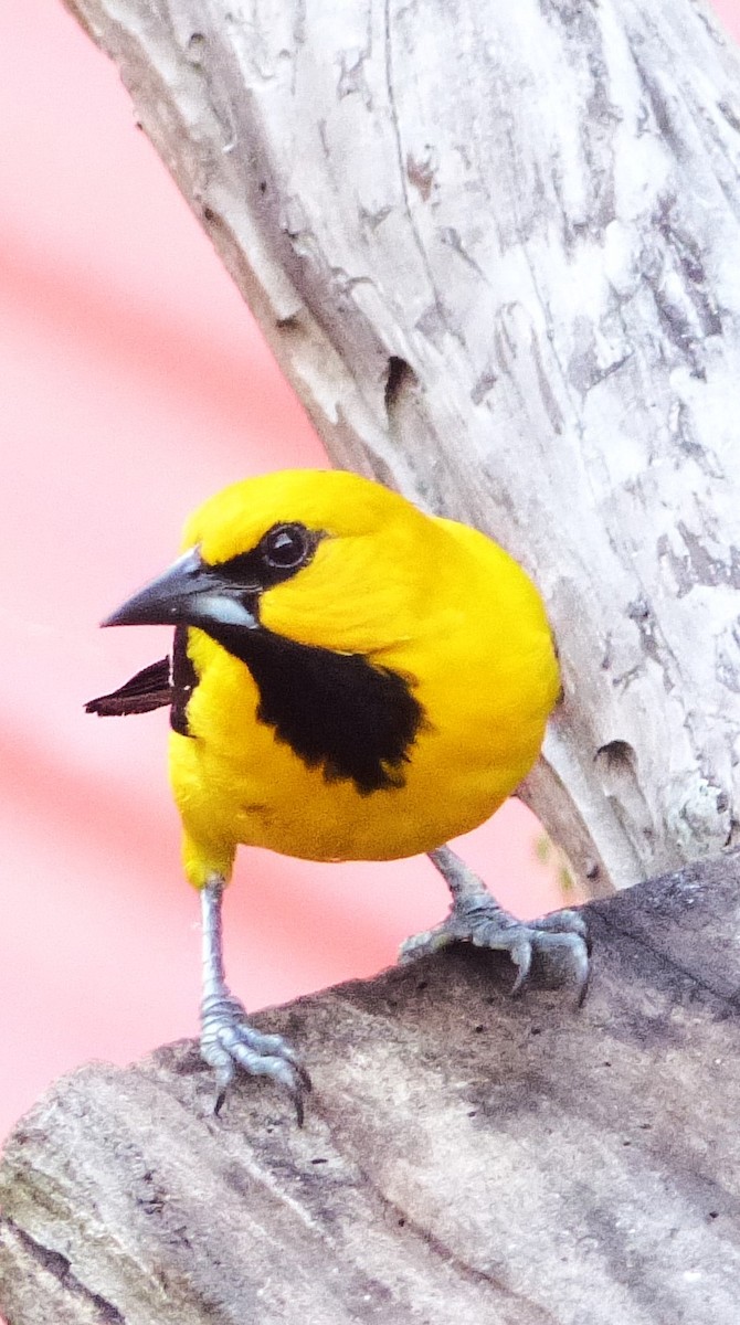 Yellow Oriole - ML613330723