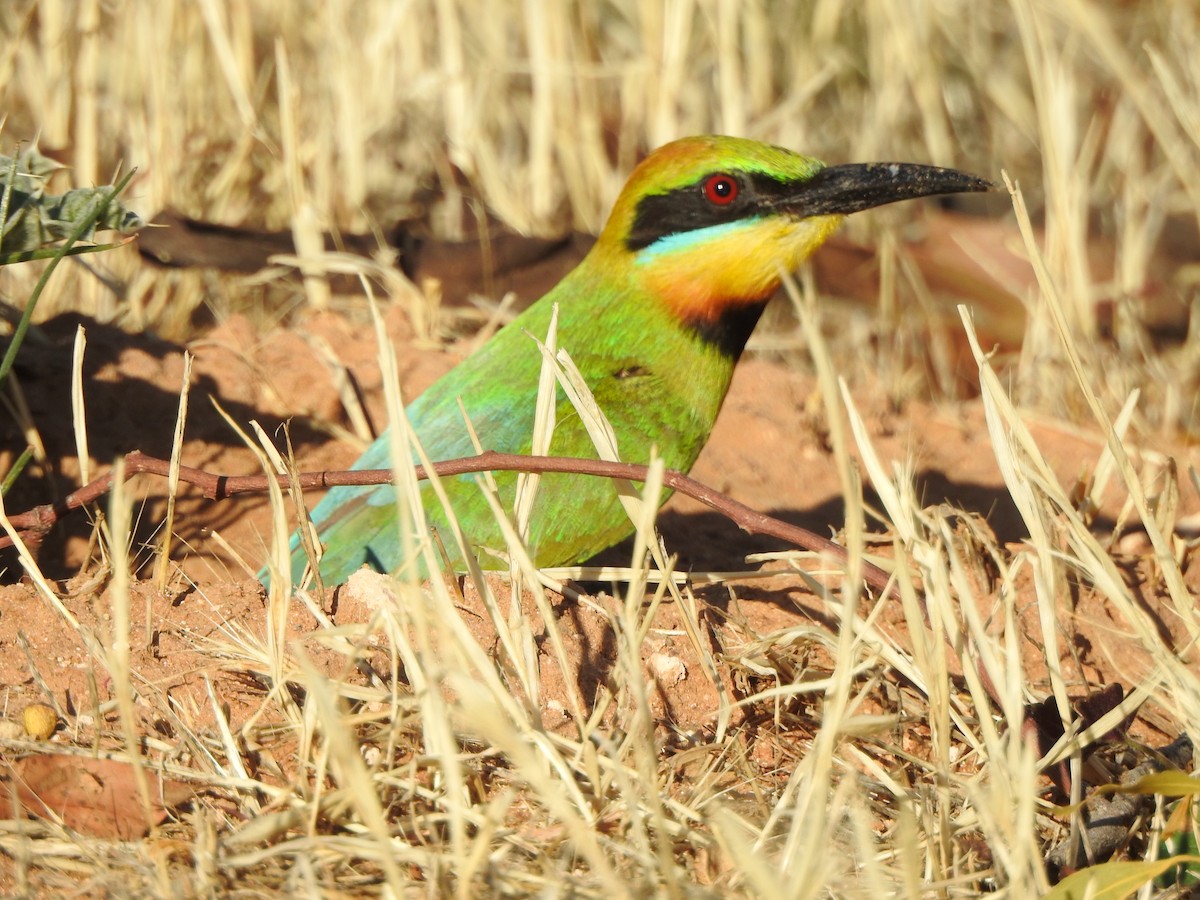 Rainbow Bee-eater - ML613330736