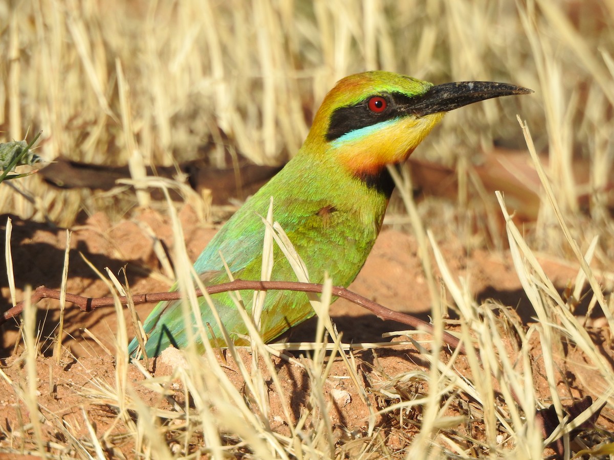 Rainbow Bee-eater - ML613330737