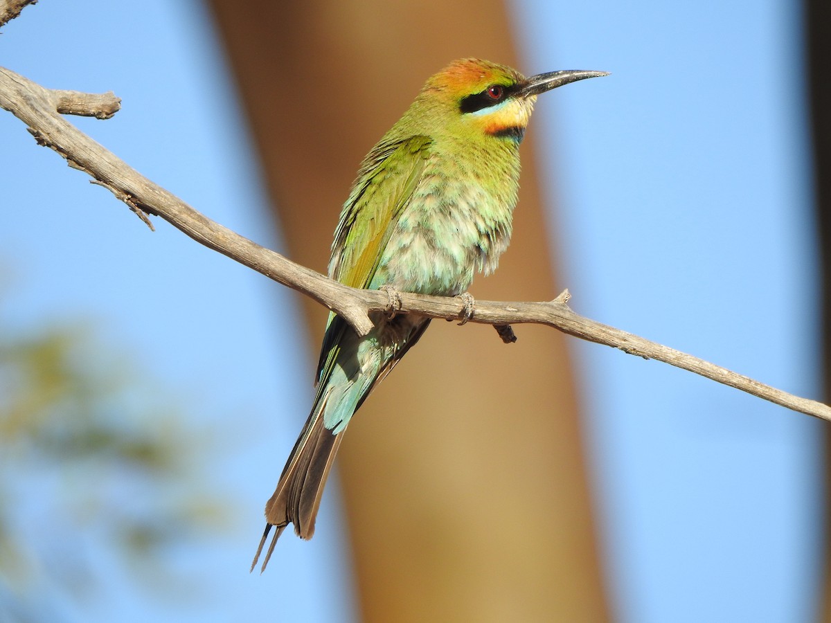 Rainbow Bee-eater - ML613330739