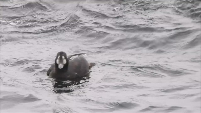 Harlequin Duck - ML613330743