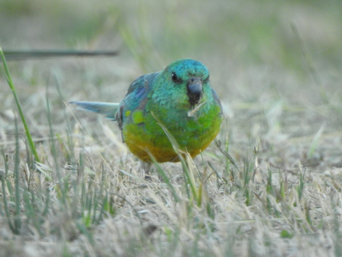 Red-rumped Parrot - Kerry Vickers