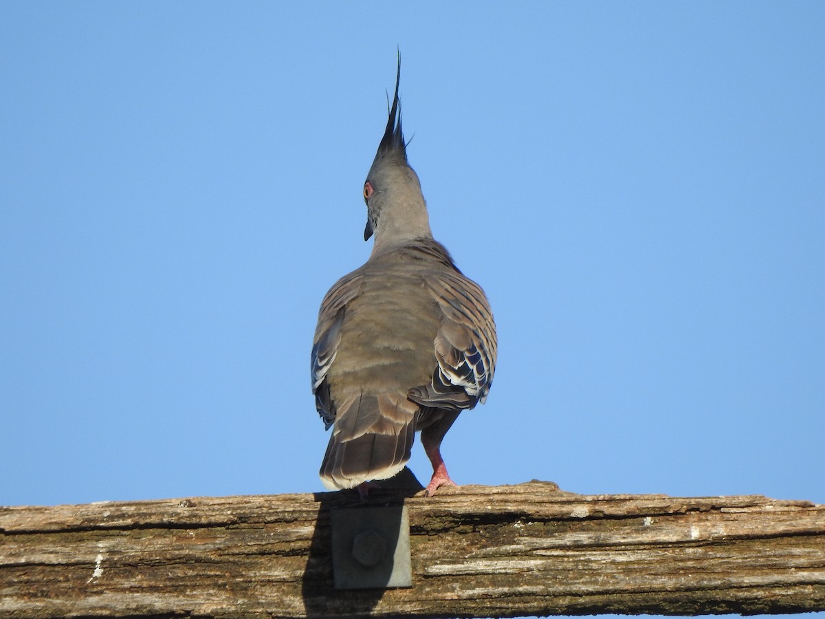 Crested Pigeon - ML613330775