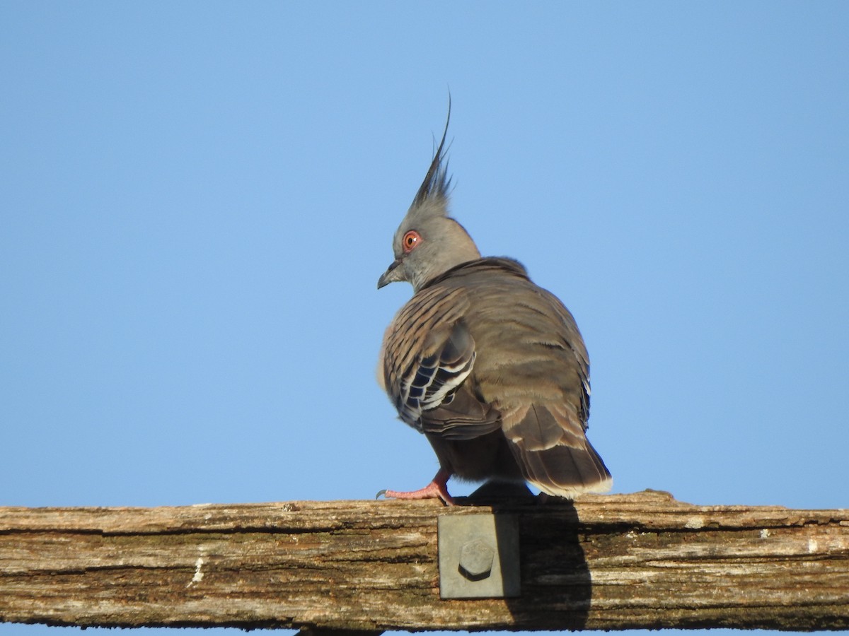 Crested Pigeon - ML613330776