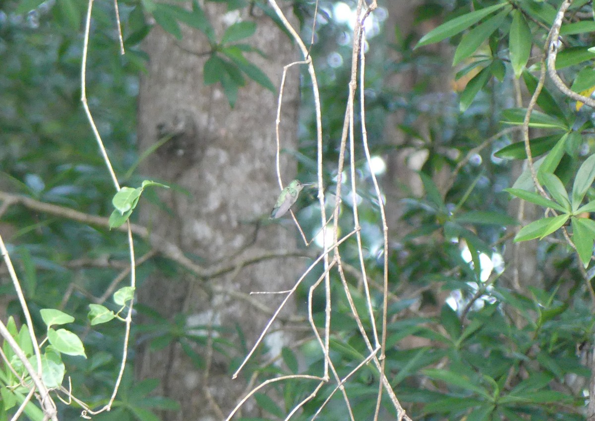 Mangrove Hummingbird - ML613330777