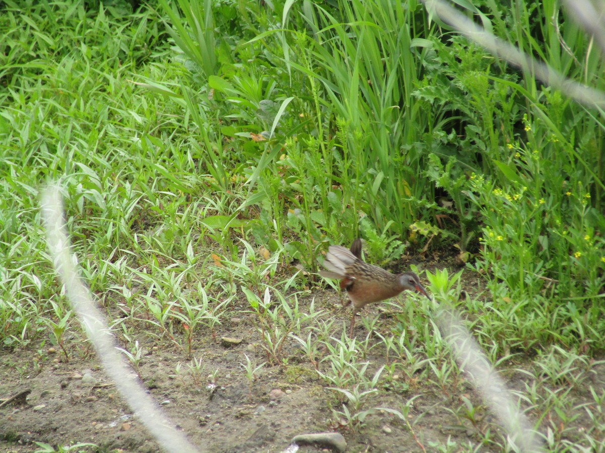 Virginia Rail - ML613330817