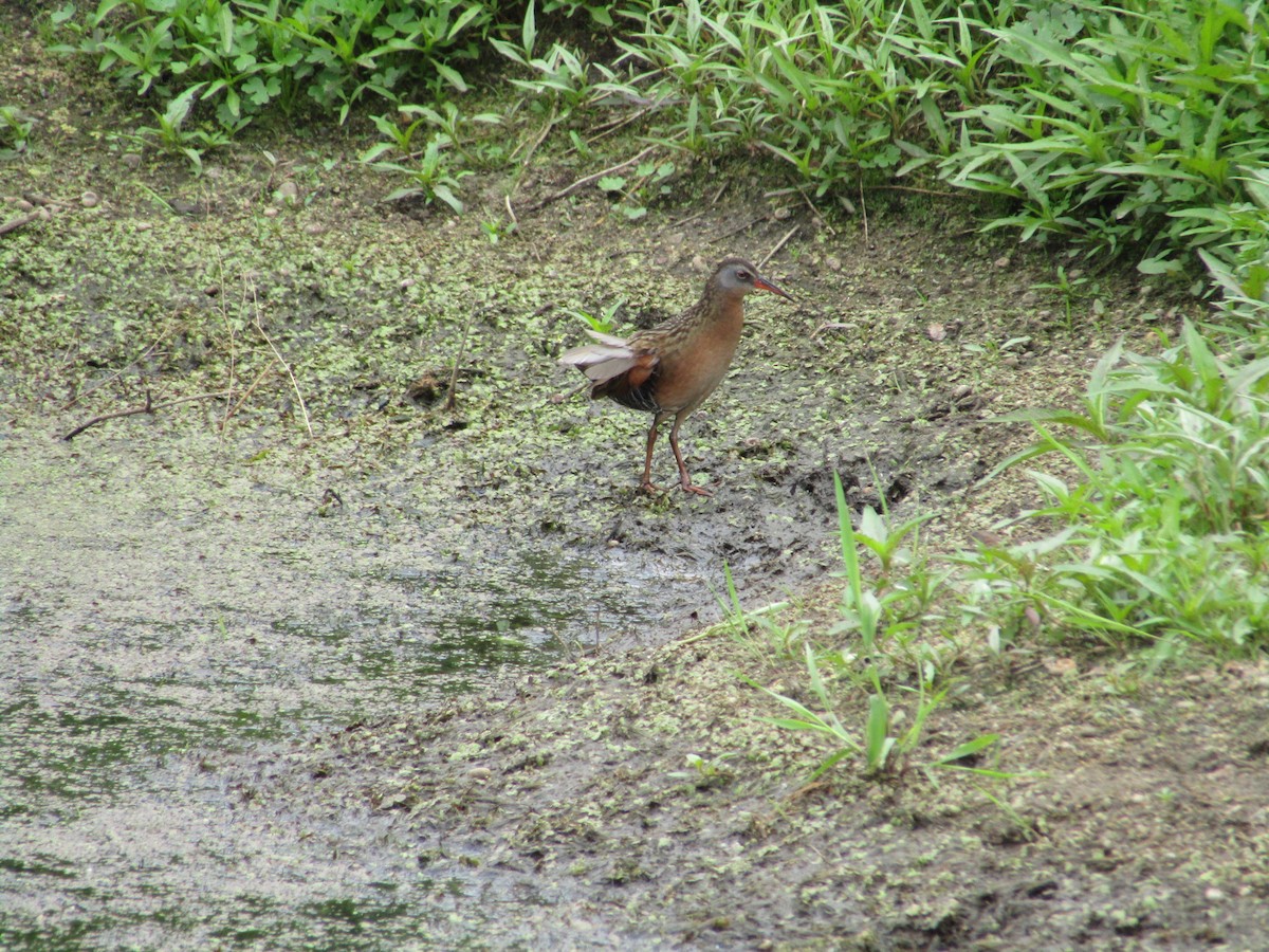 Virginia Rail - ML613330818