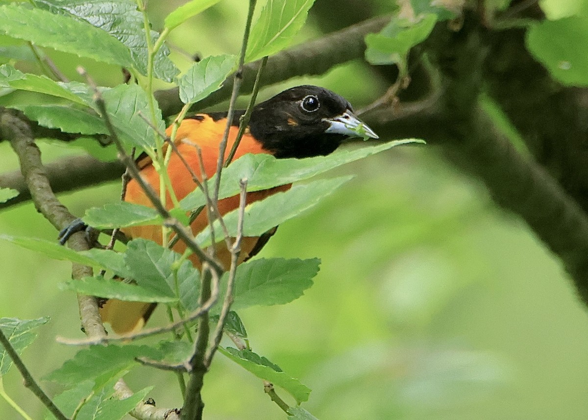Baltimore Oriole - ML613330899