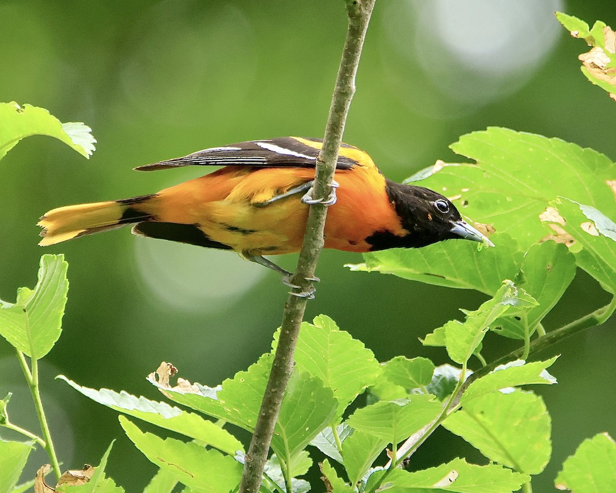 Baltimore Oriole - ML613330900