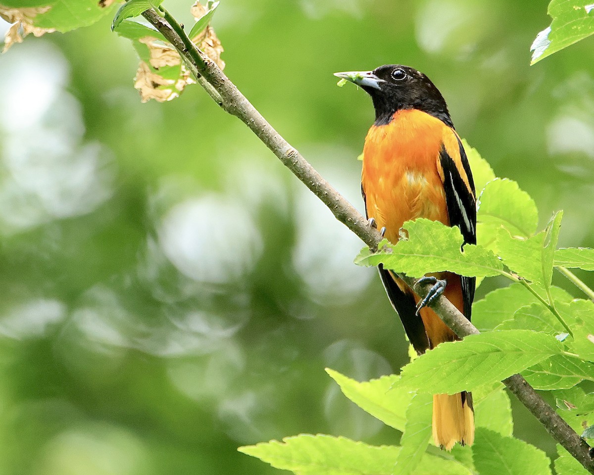 Baltimore Oriole - ML613330901