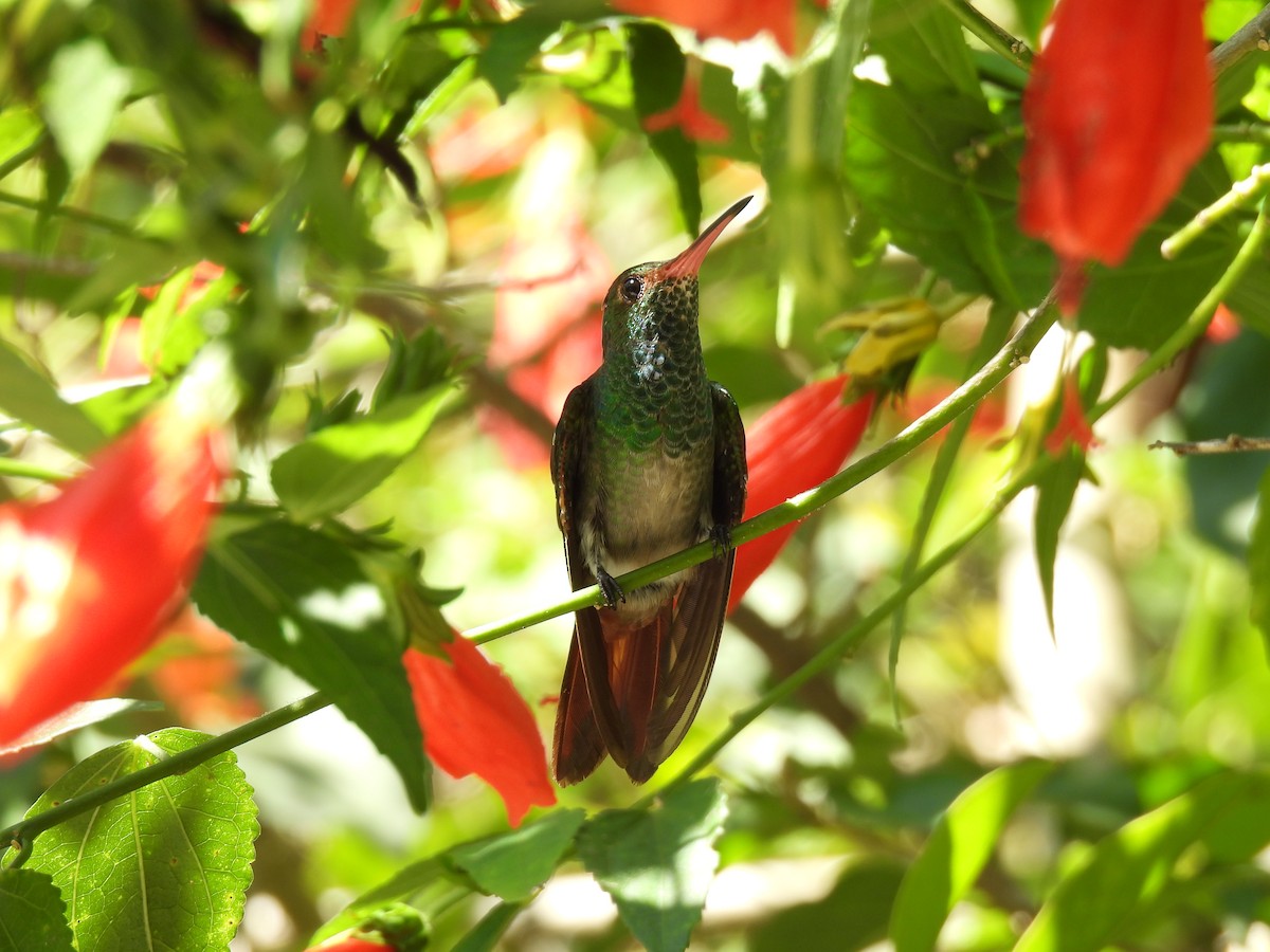 Rufous-tailed Hummingbird - ML613330957