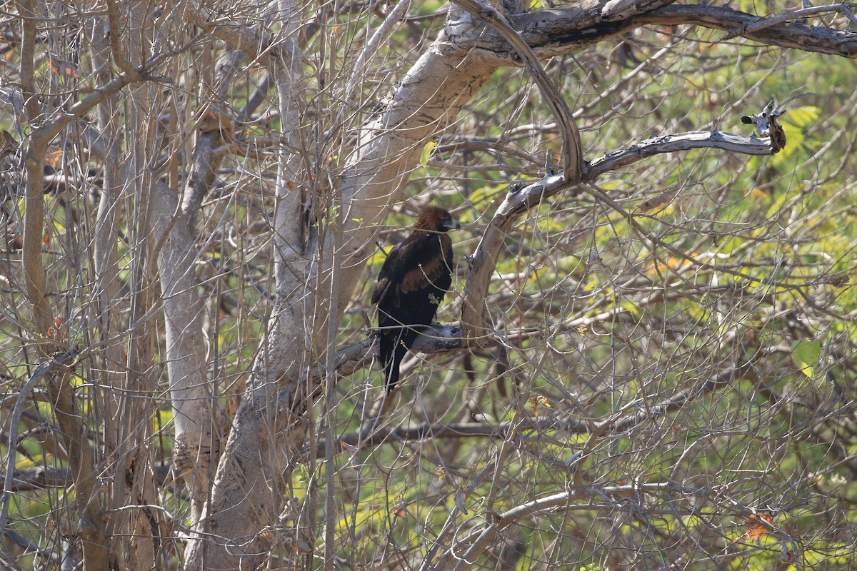 Black-breasted Kite - ML613330996