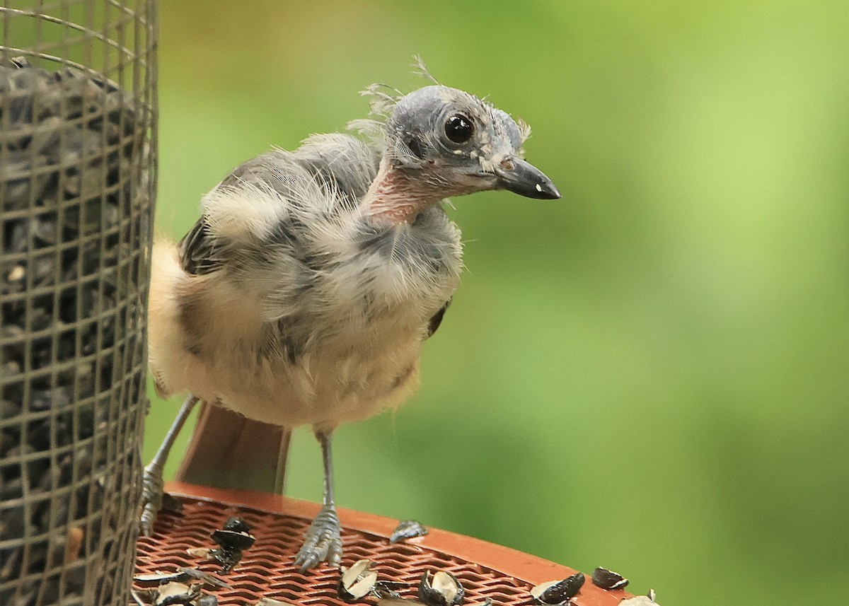 Tufted Titmouse - ML613331067