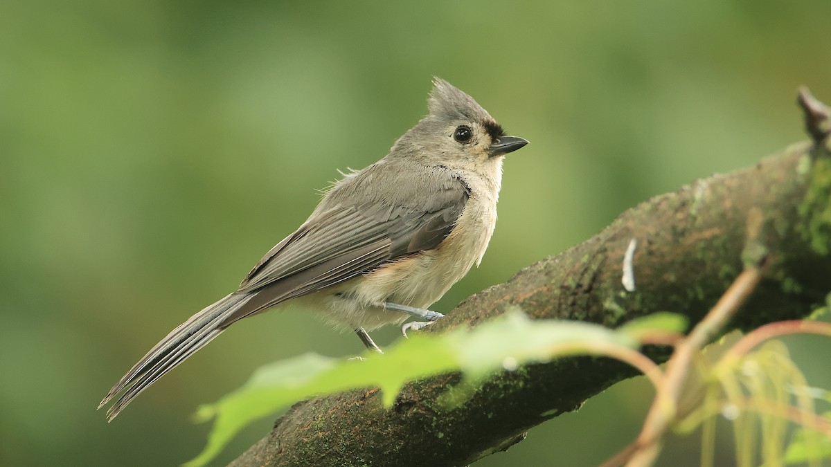 Tufted Titmouse - ML613331068