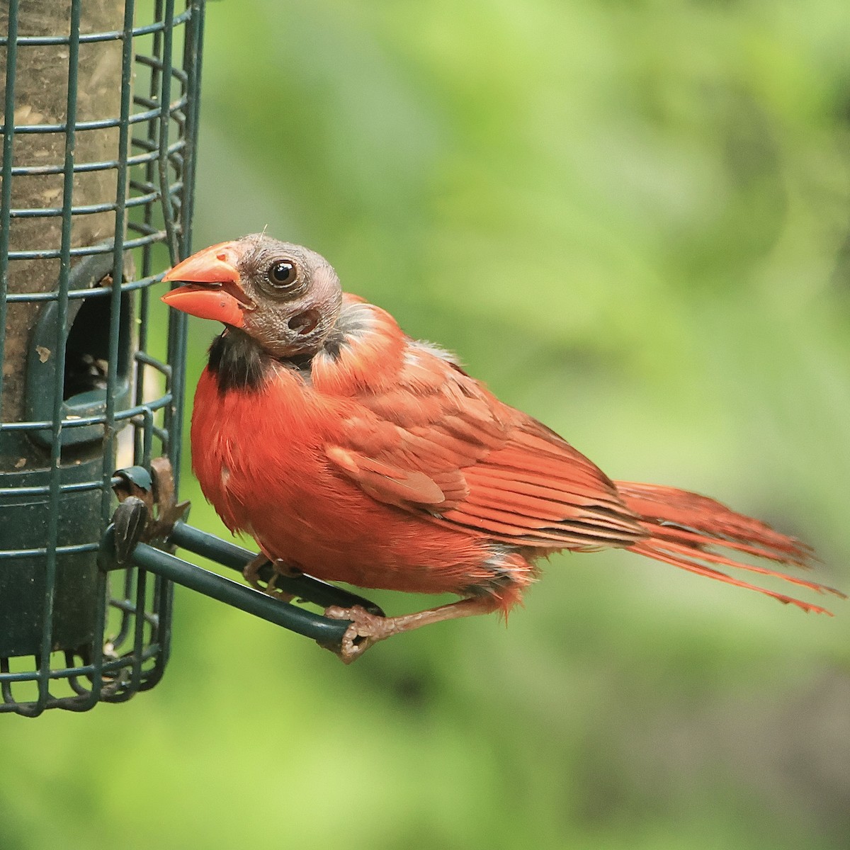 Northern Cardinal - ML613331078