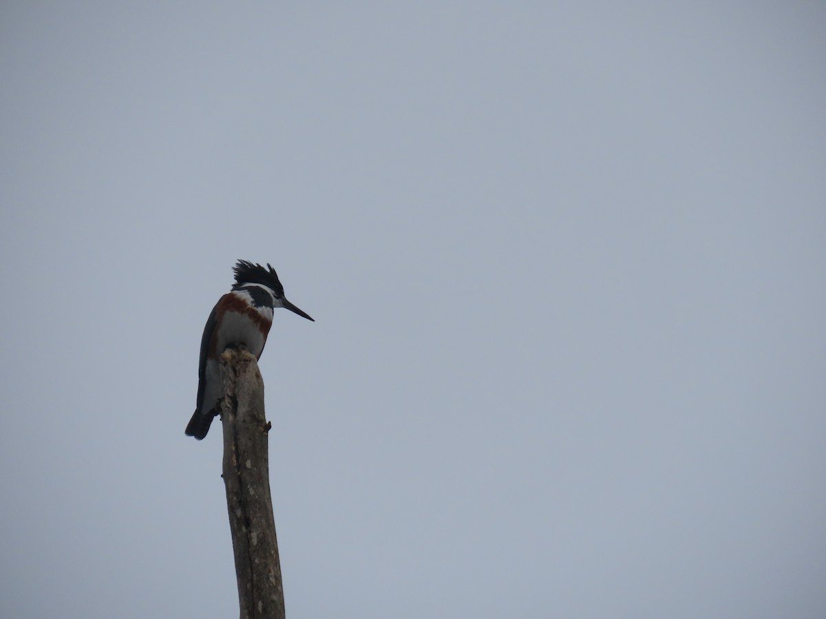 Belted Kingfisher - ML613331135