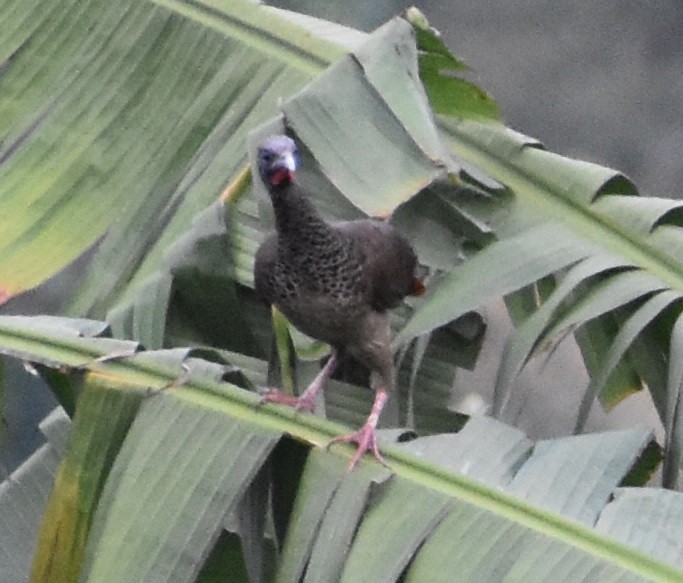 Colombian Chachalaca - Troy Blodgett