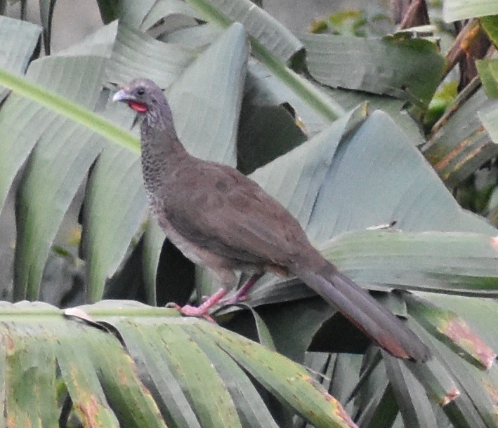 Chachalaca Colombiana - ML613331153