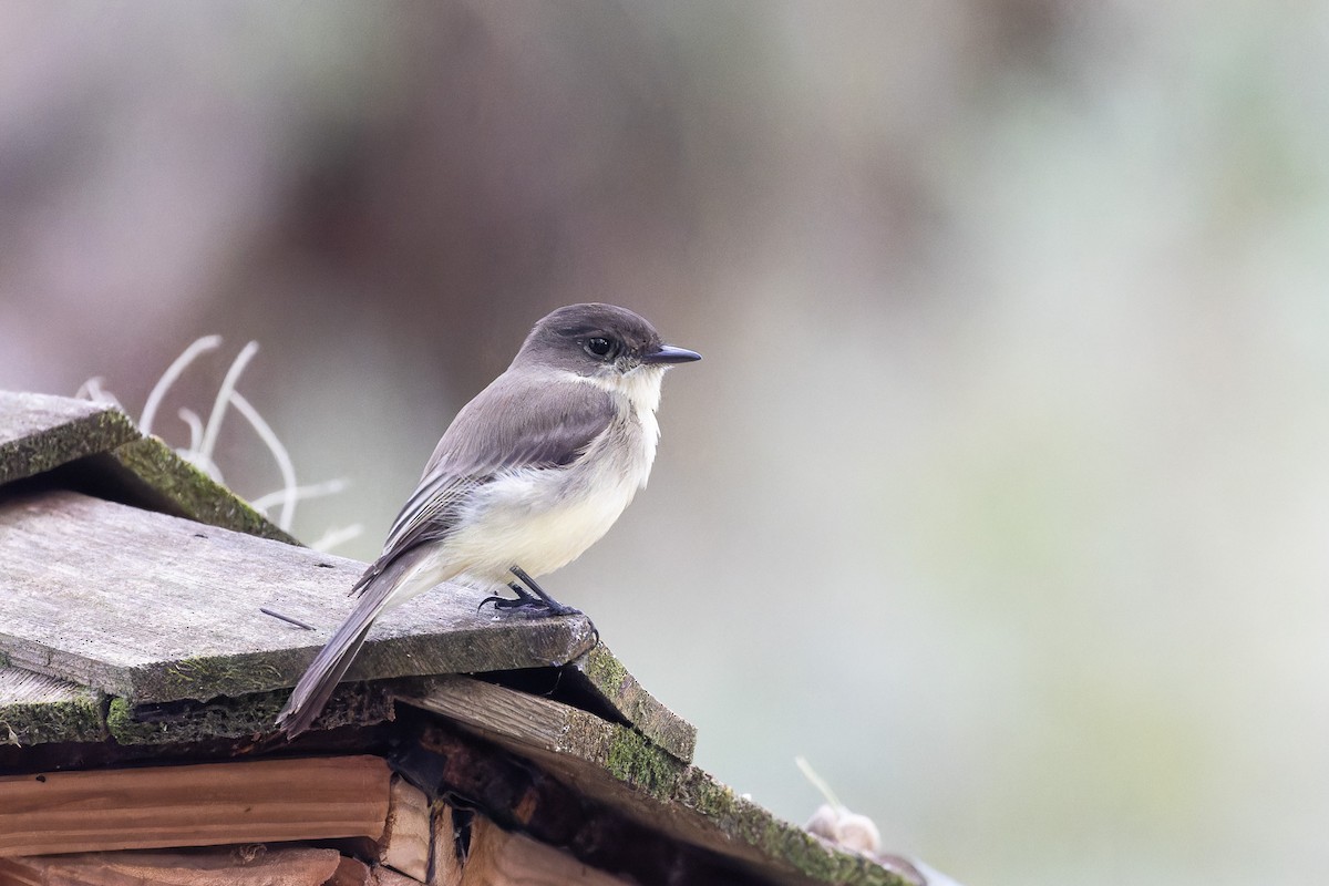 Eastern Phoebe - ML613331300