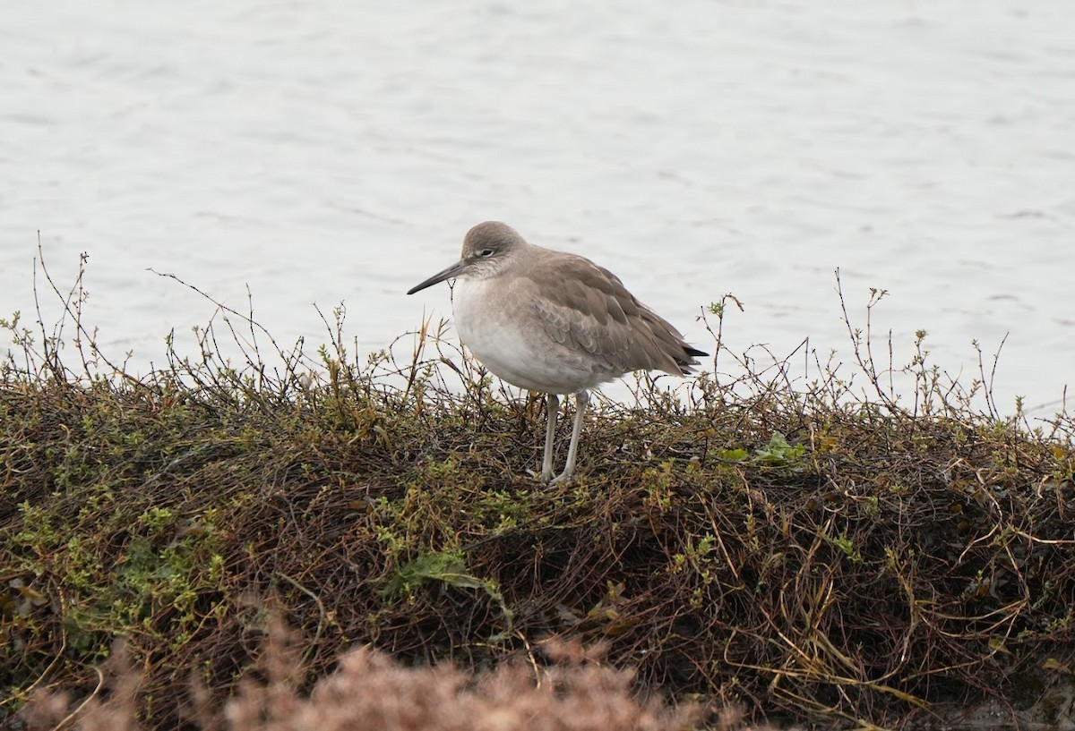 Willet - Julia Black