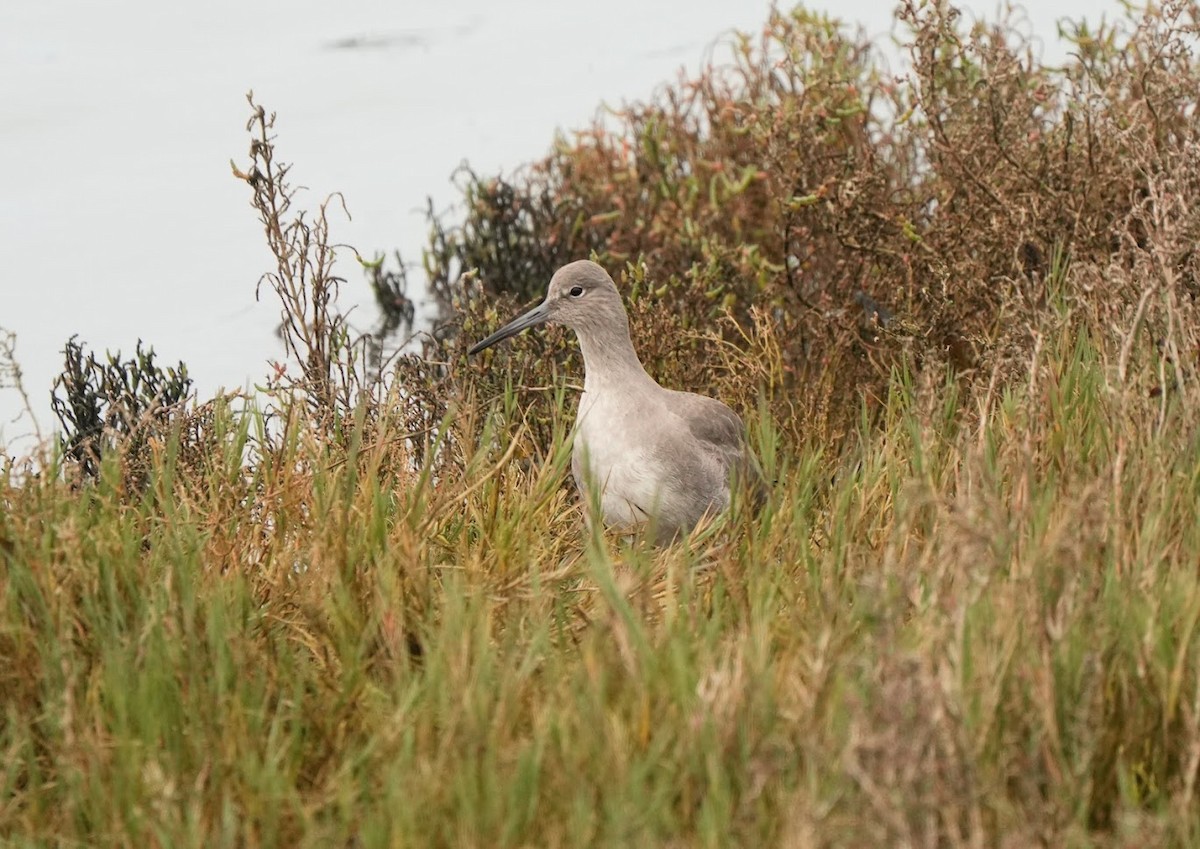 Willet - Julia Black