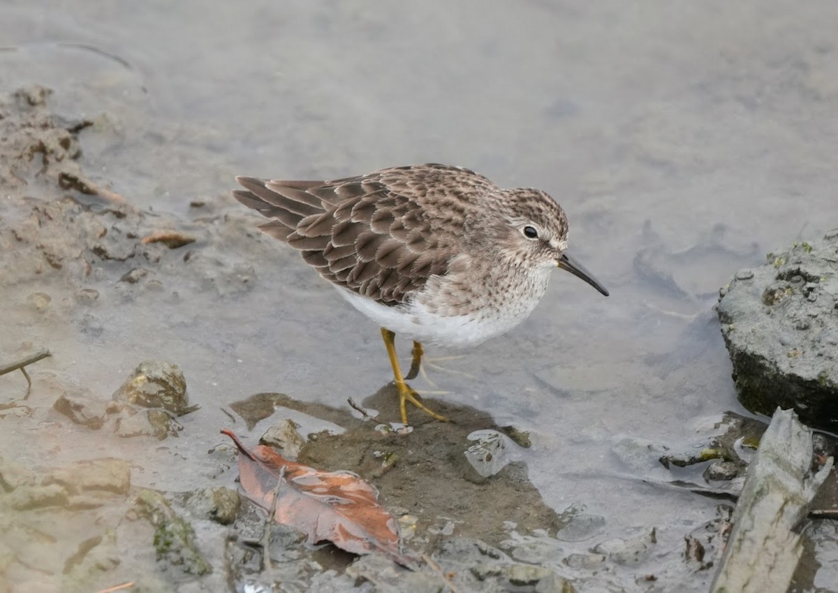 Least Sandpiper - Julia Black