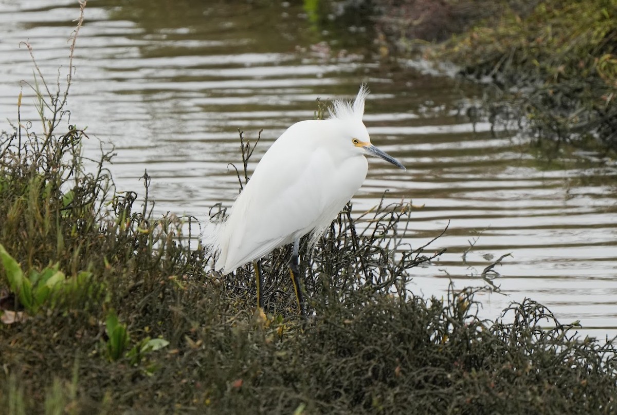 Aigrette neigeuse - ML613331421