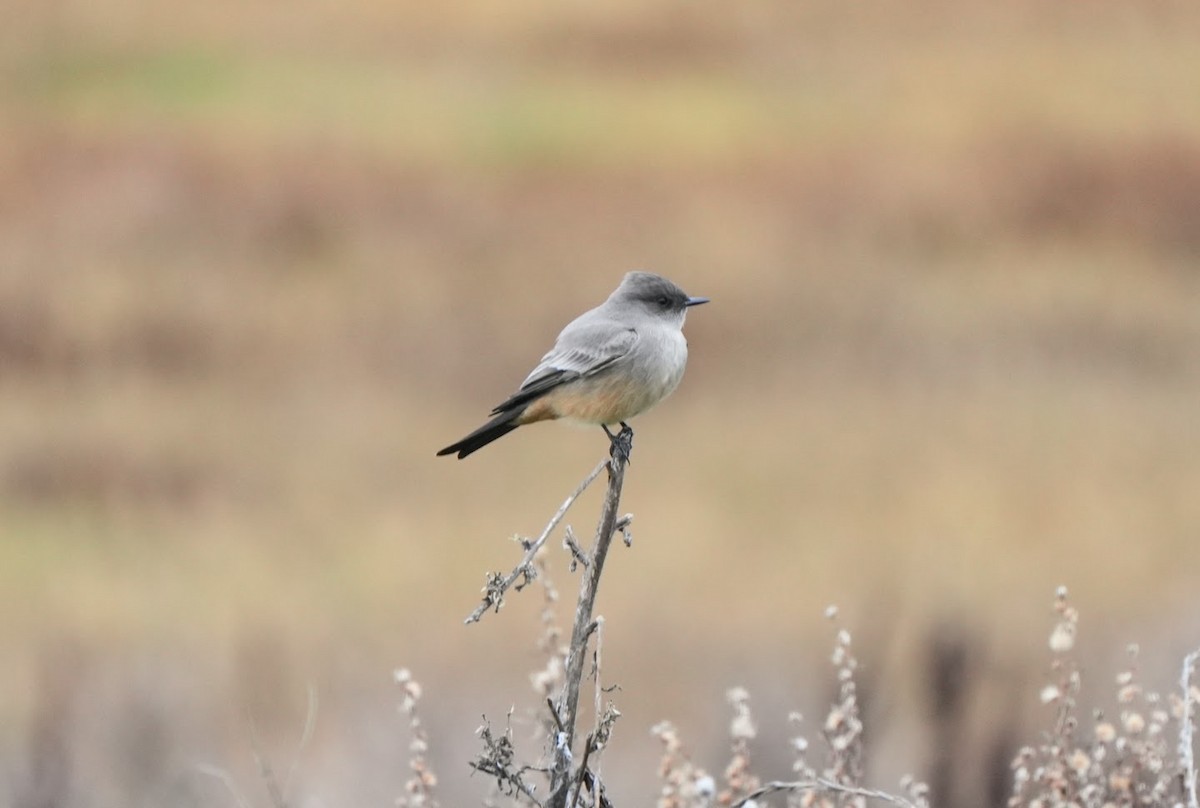 Say's Phoebe - Julia Black