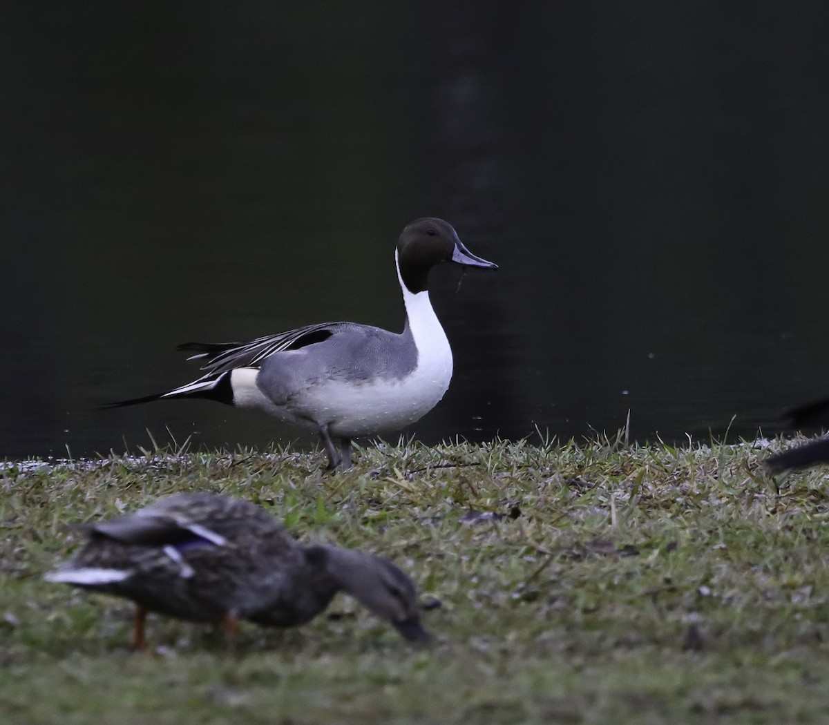 Northern Pintail - ML613331524