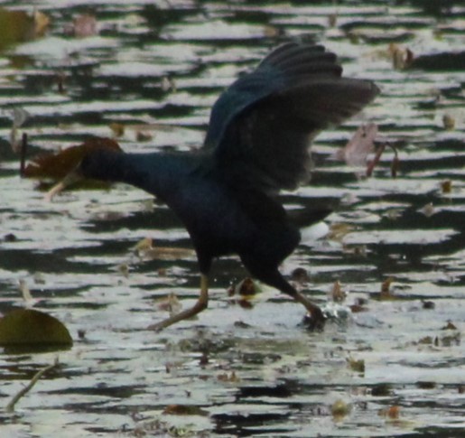 Purple Gallinule - ML613331545