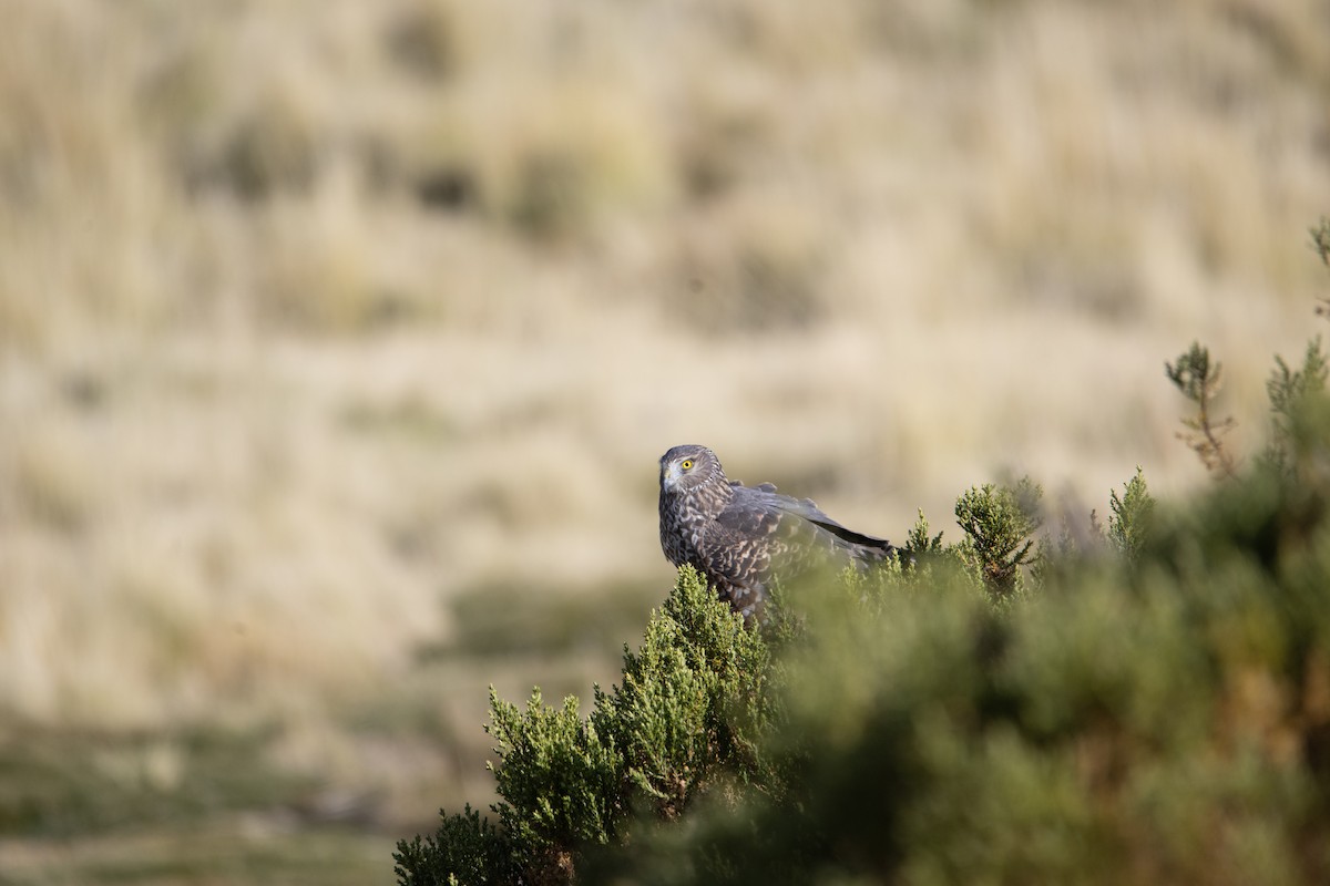 Cinereous Harrier - ML613331638