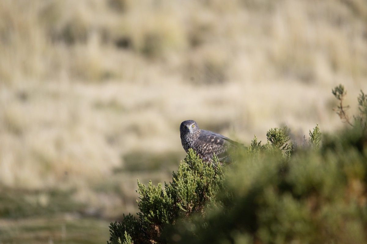 Cinereous Harrier - ML613331639