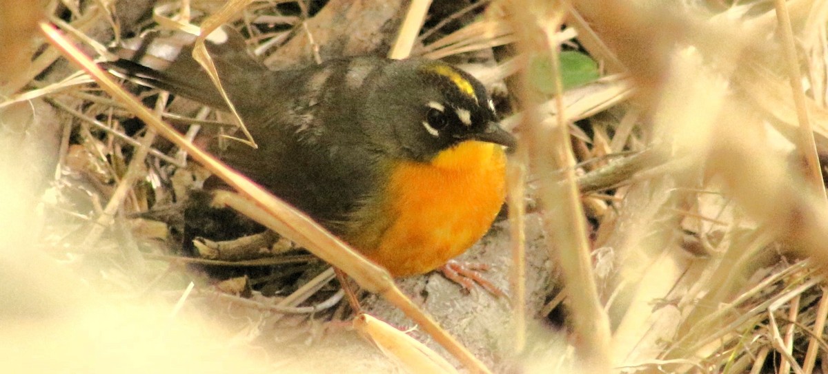 Fan-tailed Warbler - ML613331642