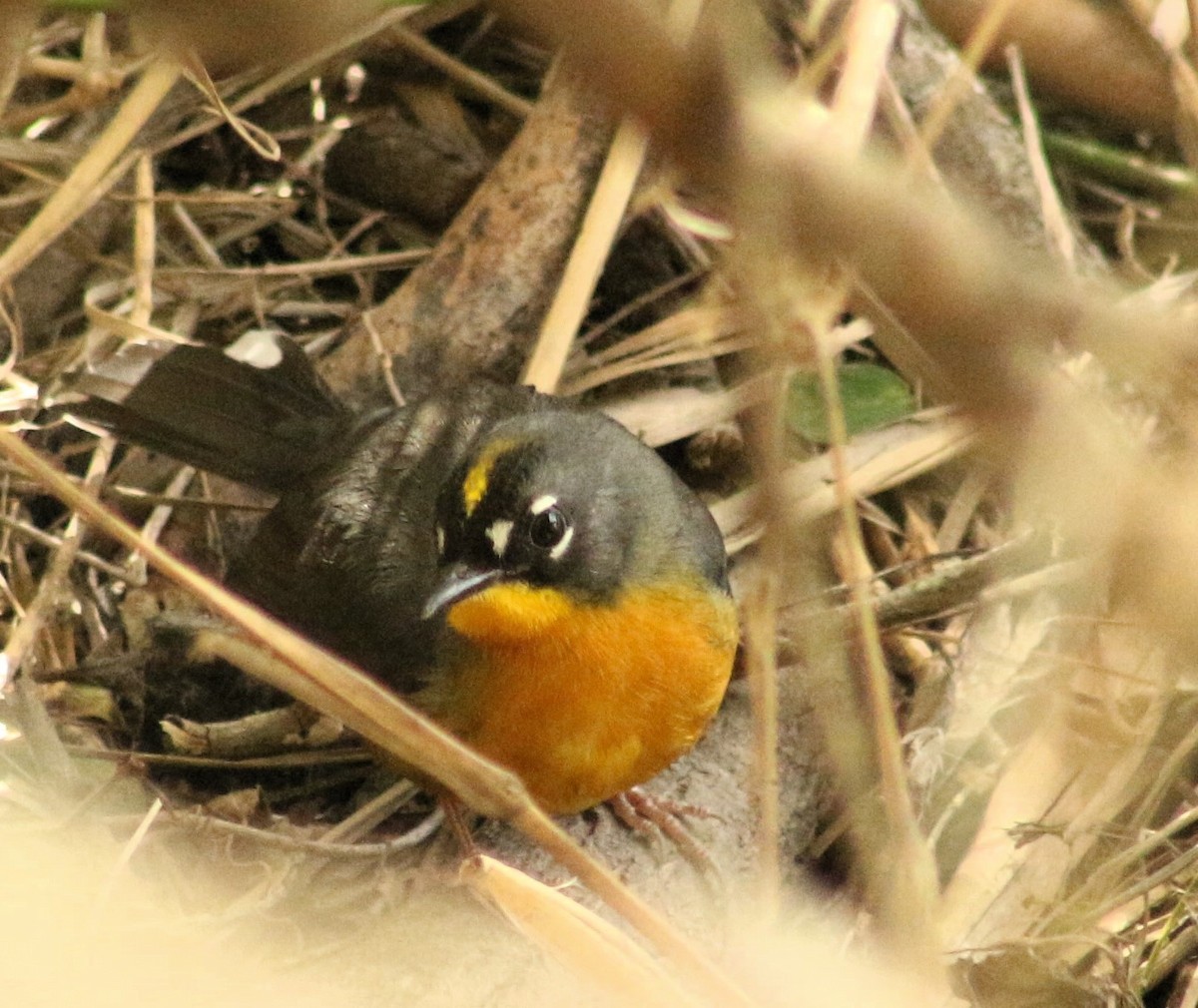 Fan-tailed Warbler - ML613331659