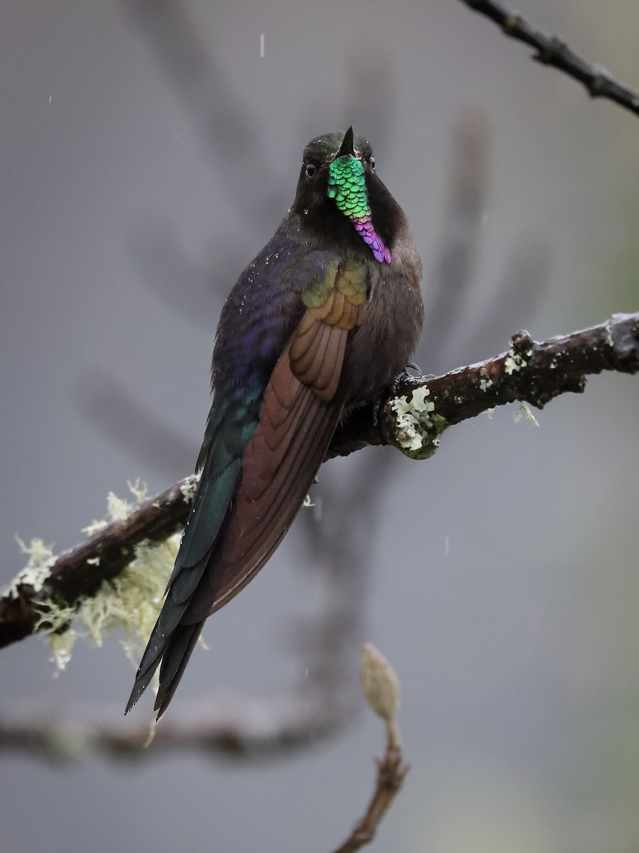 kolibřík modropláštíkový - ML613331695