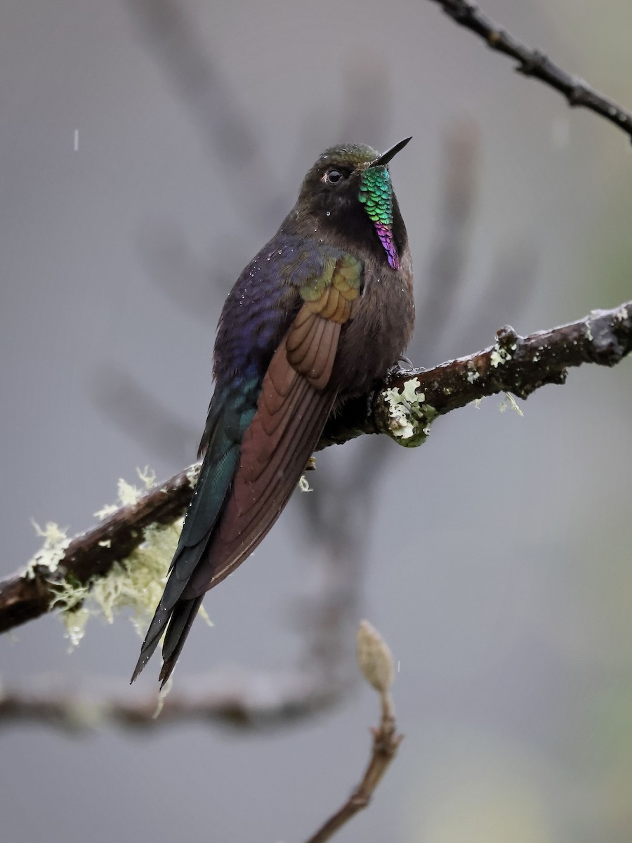 Blue-mantled Thornbill - ML613331697