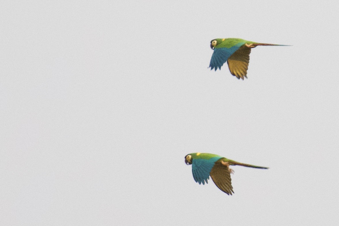 Yellow-collared Macaw - ML613331705