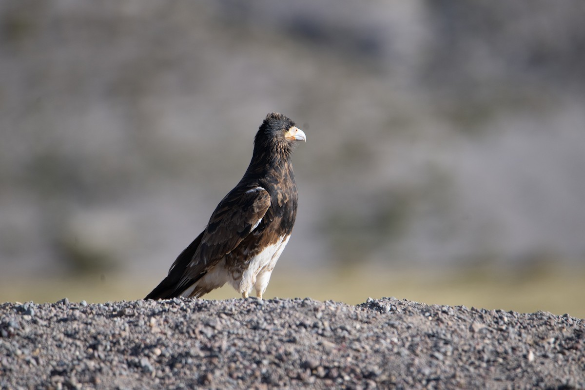 Mountain Caracara - Gonzalo Vera Santis