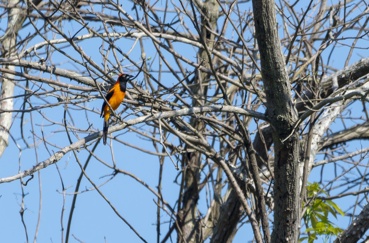 Orange-backed Troupial - David F. Belmonte