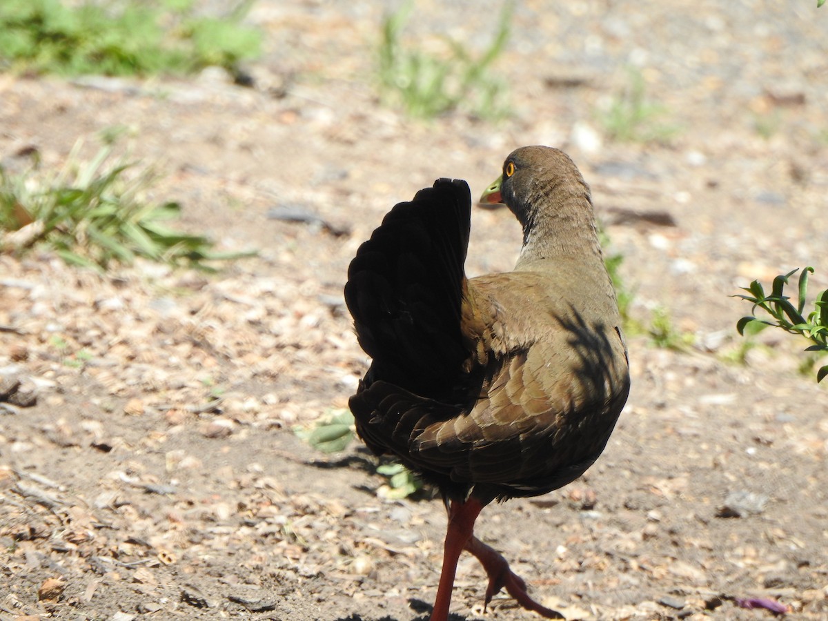 Black-tailed Nativehen - Kerry Vickers