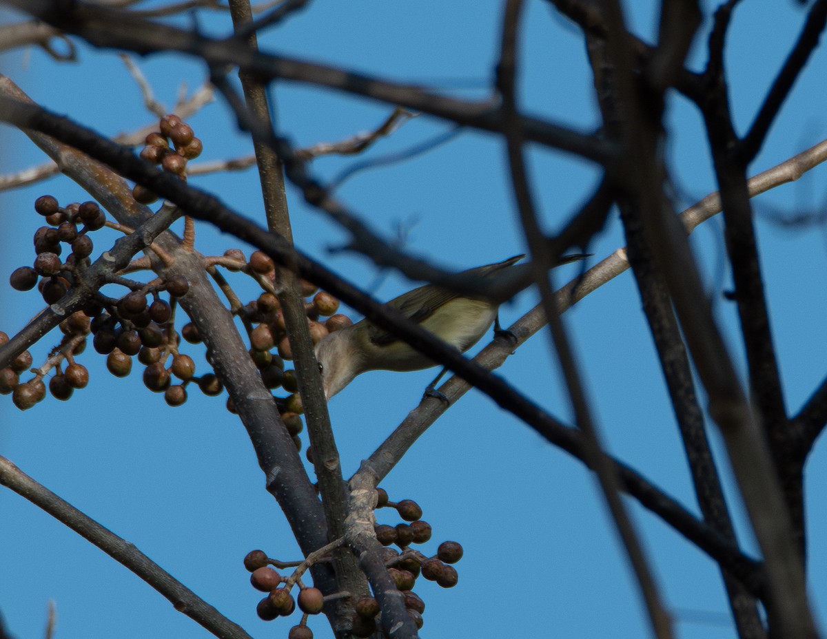 Warbling Vireo - David Robinson