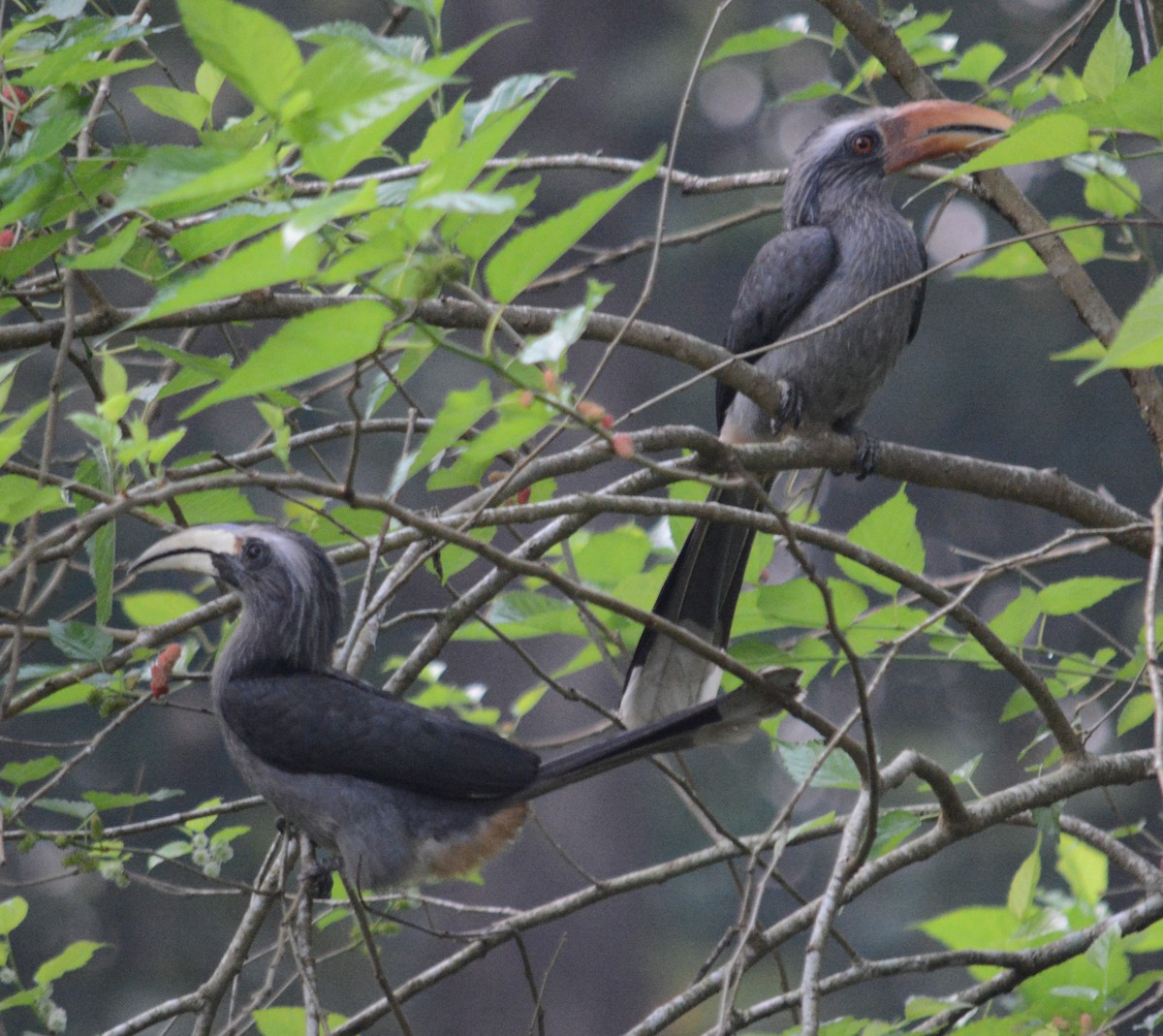 Malabar Gray Hornbill - ML613331810