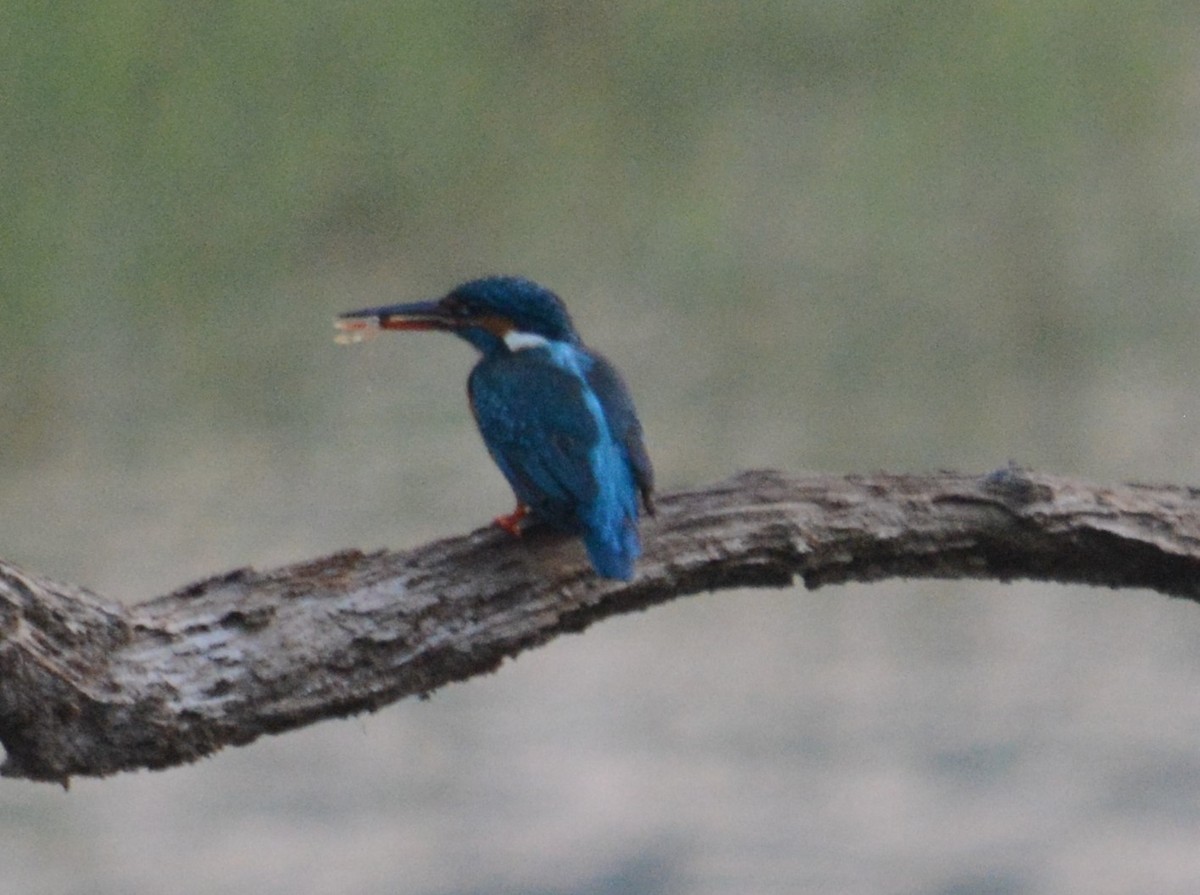 Common Kingfisher - ML613331814