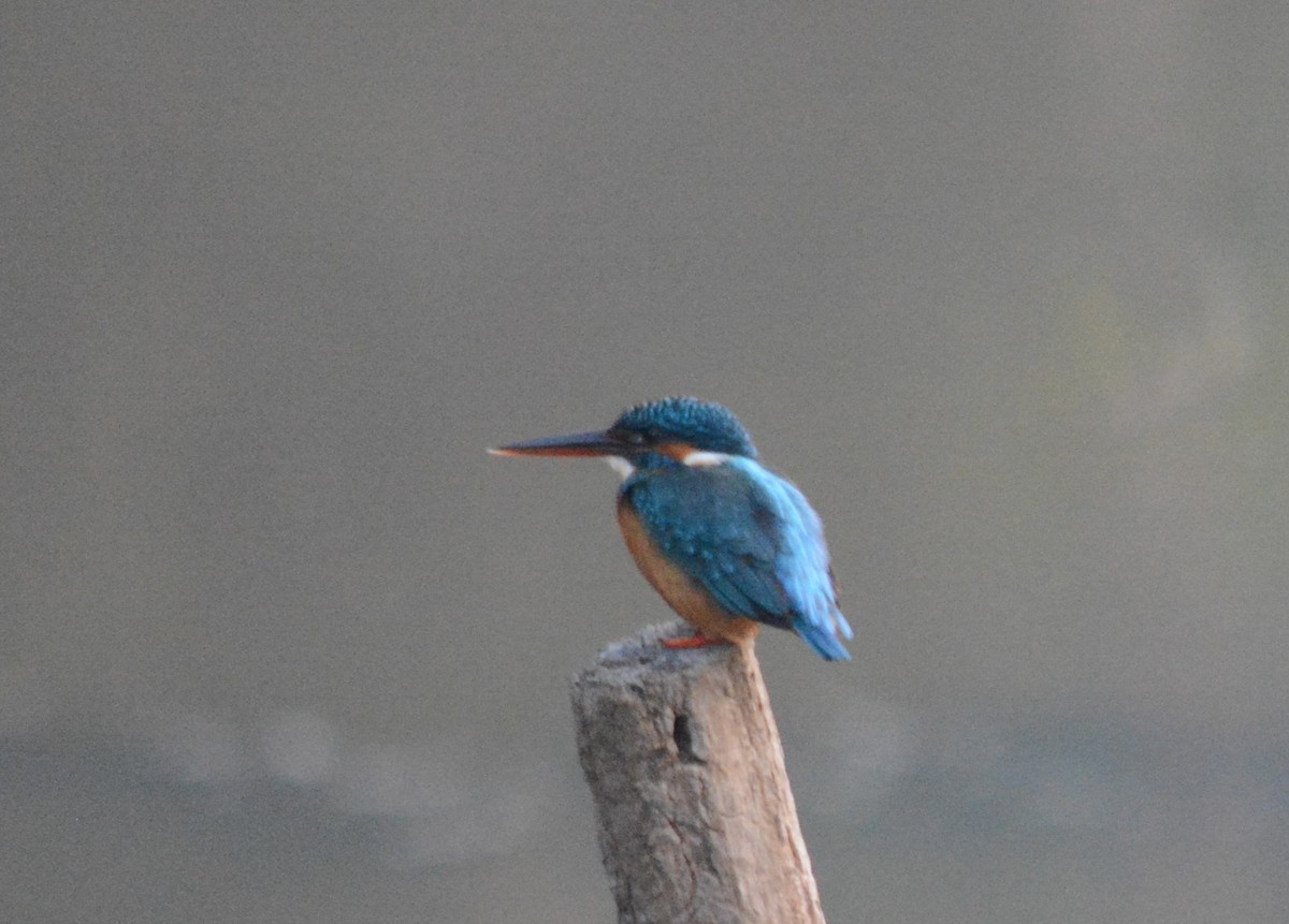 Common Kingfisher - ML613331816