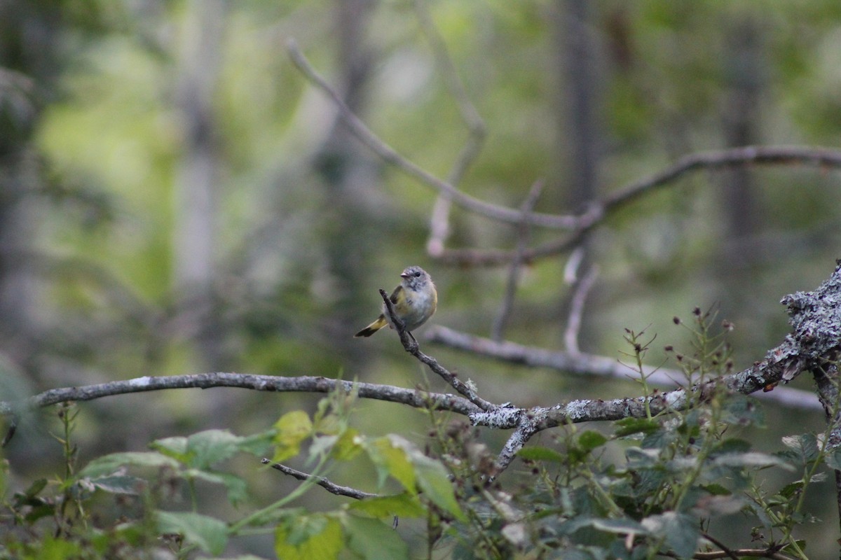 American Redstart - ML613331819