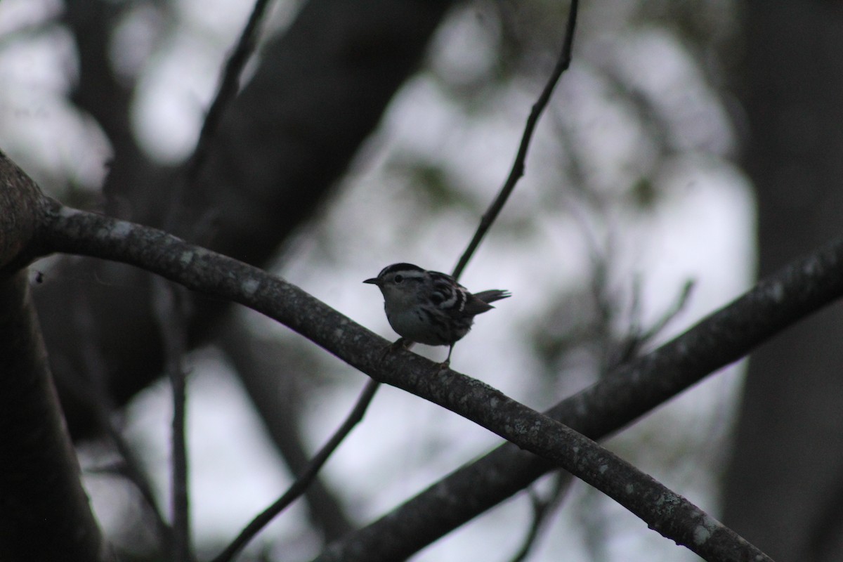 Black-and-white Warbler - ML613331823